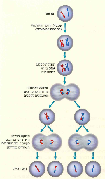 (בספר 5 תמונות)
